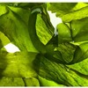 TRE Bendaggi di foglie d'alga gigante DETOX e massaggio